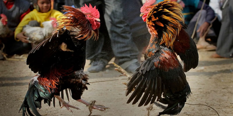 MMWIN Hướng Dẫn Soi Video Đá Gà